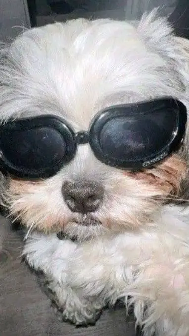 ai character: lailo background