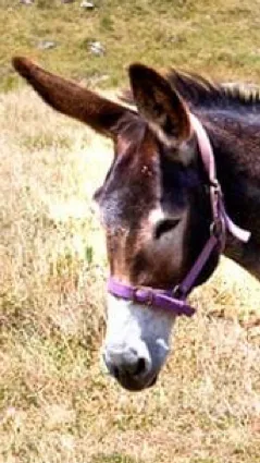 ai character: Mule background