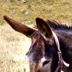 chat with ai character: Mule