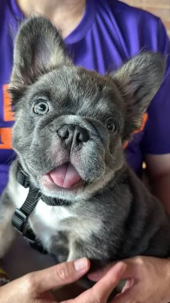 ai character: Puppy background