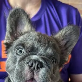 chat with ai character: Puppy