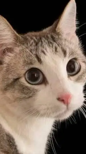 ai character: FREEDOM background