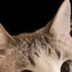 chat with ai character: FREEDOM