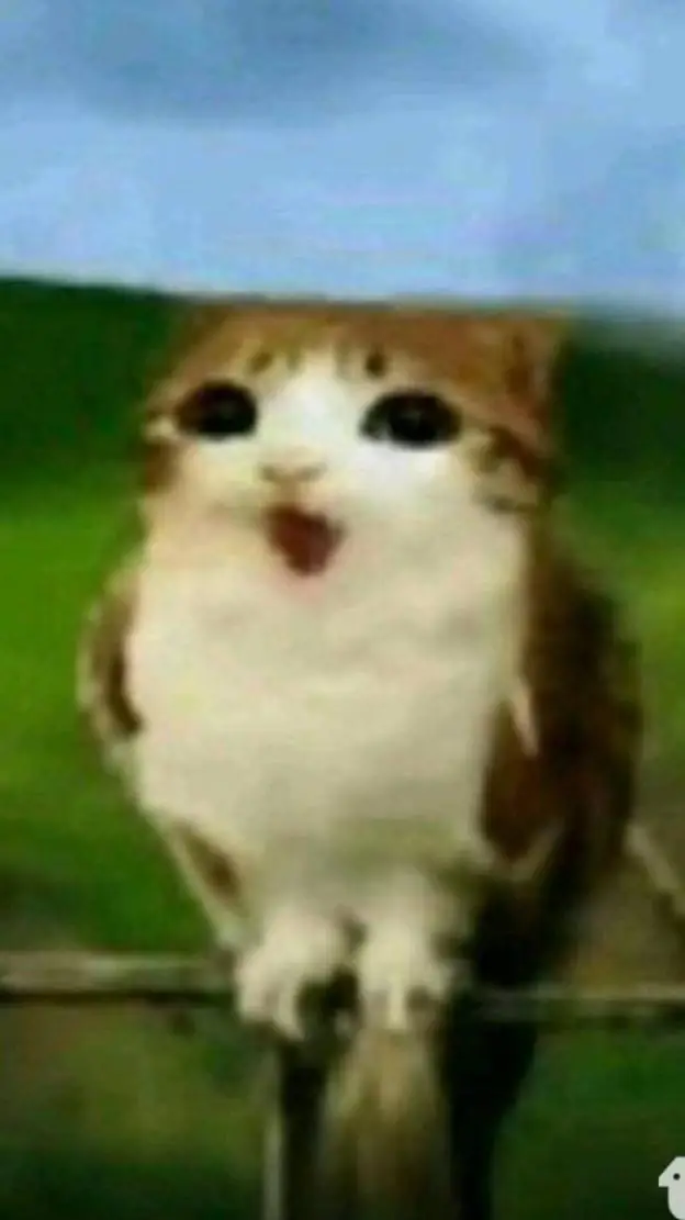 ai character: meowl background