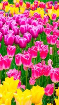 ai character: 9000 BCE  background