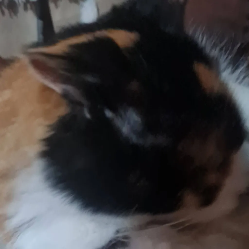chat with ai character: mi gata