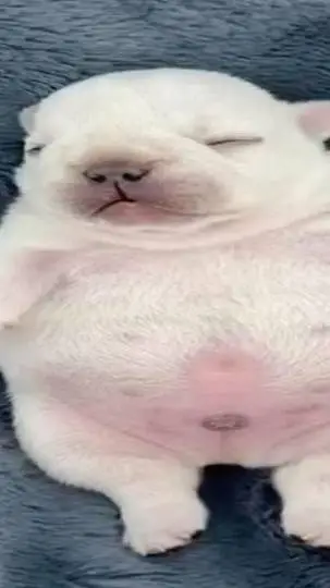 ai character: pibble  background