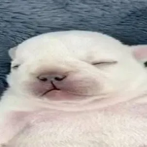 chat with ai character: pibble 