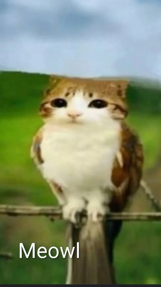 Talkie AI - Chat with Meowl