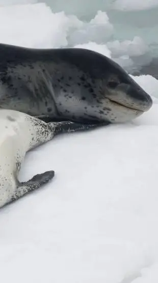 ai character: leopardo seal  background