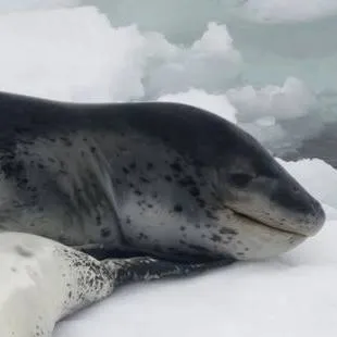 chat with ai character: leopardo seal 