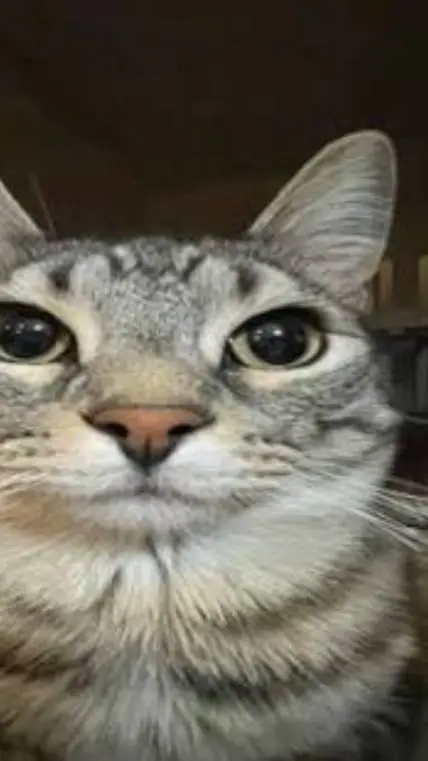 ai character: fpe fire background