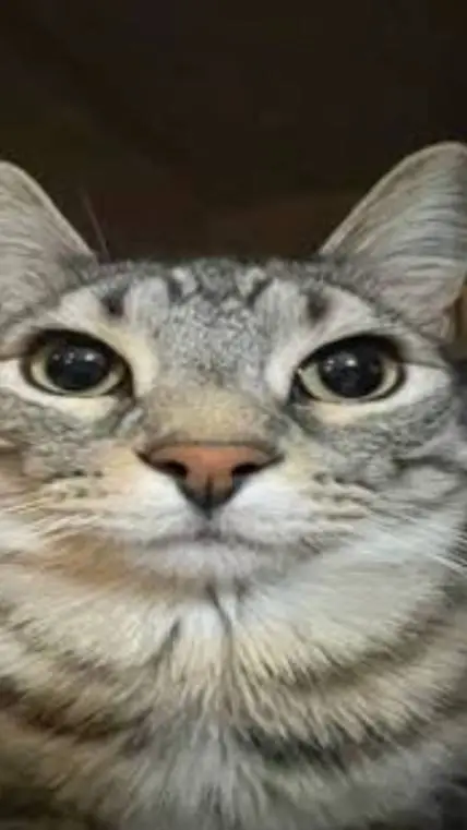 ai character: sc sleepover background