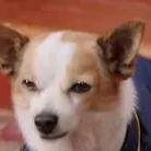 chat with ai character: Bite 🐕💢
