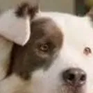 chat with ai character: Rotty 🐕🦄