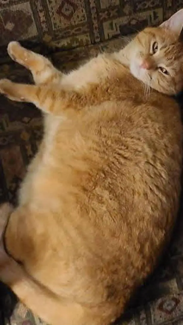 ai character: gato gigante gordo background