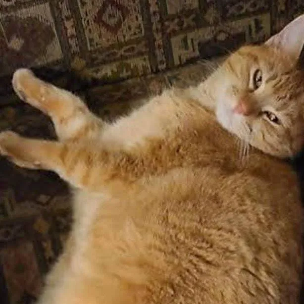 chat with ai character: gato gigante gordo