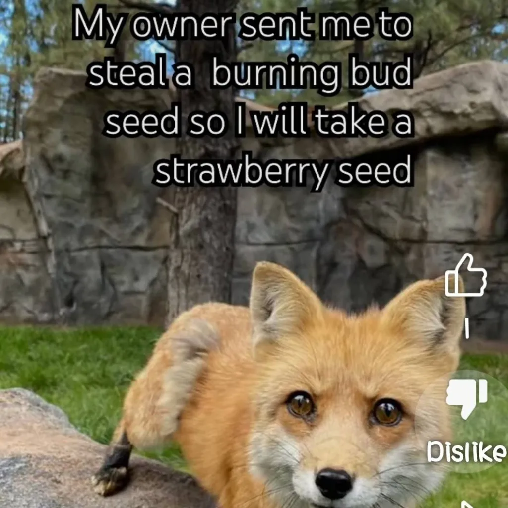 chat with ai character: red fox
