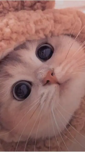 ai character: Gatita:Kiara background