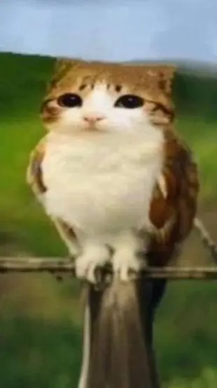 ai character: meowl background