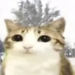 chat with ai character: hello! ciao! hola!