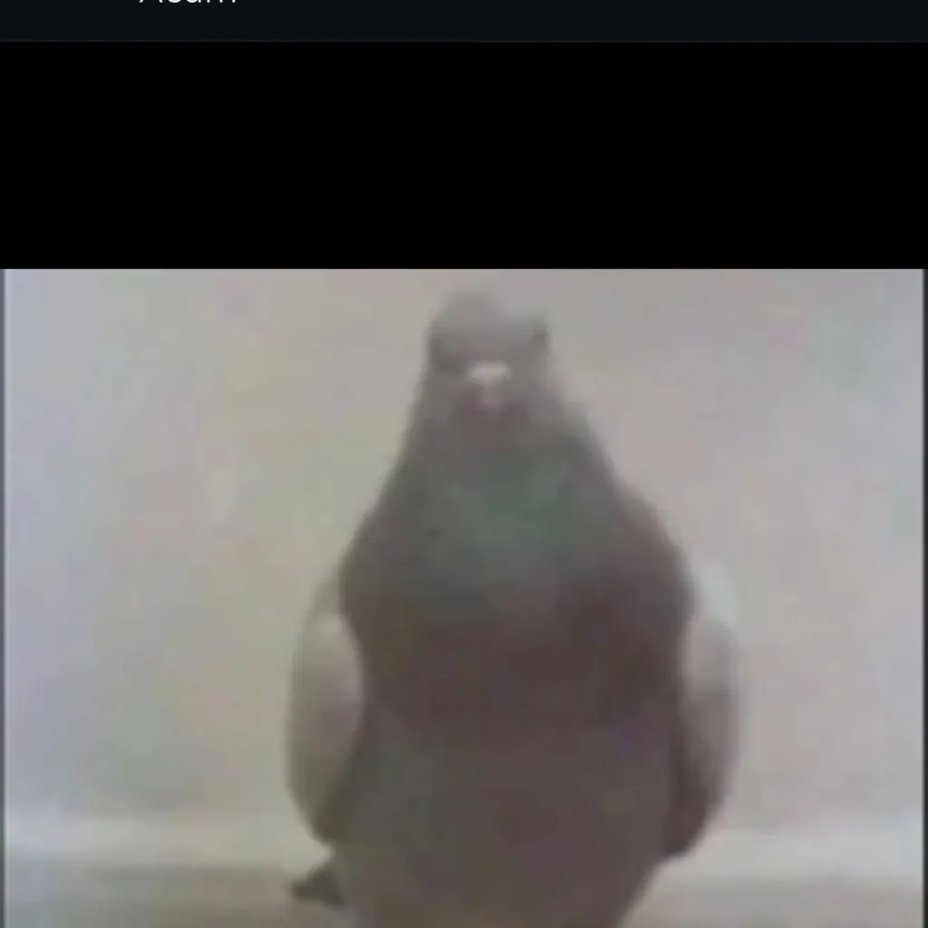 chat with ai character: pigeon is calling