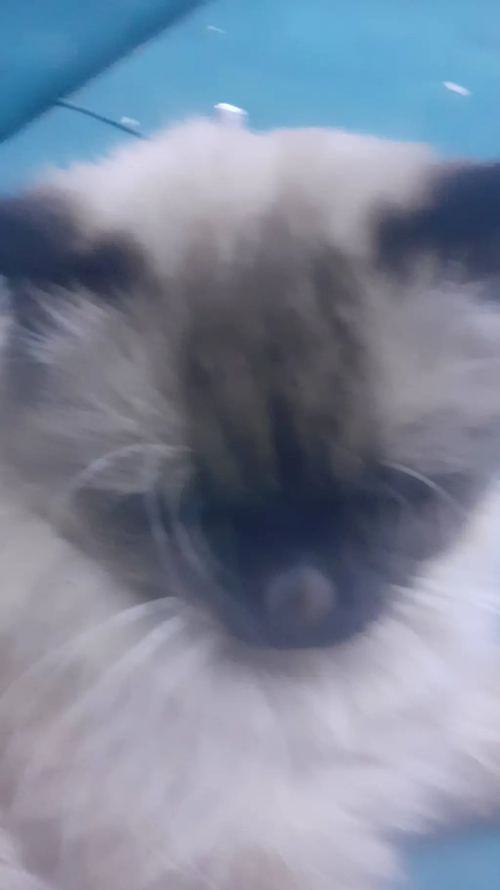 ai character: apricot/مشمش  background