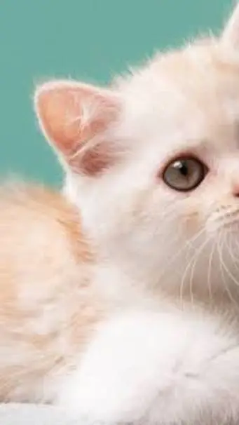 ai character: Homeless Kitten background