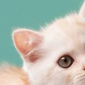 chat with ai character: Homeless Kitten