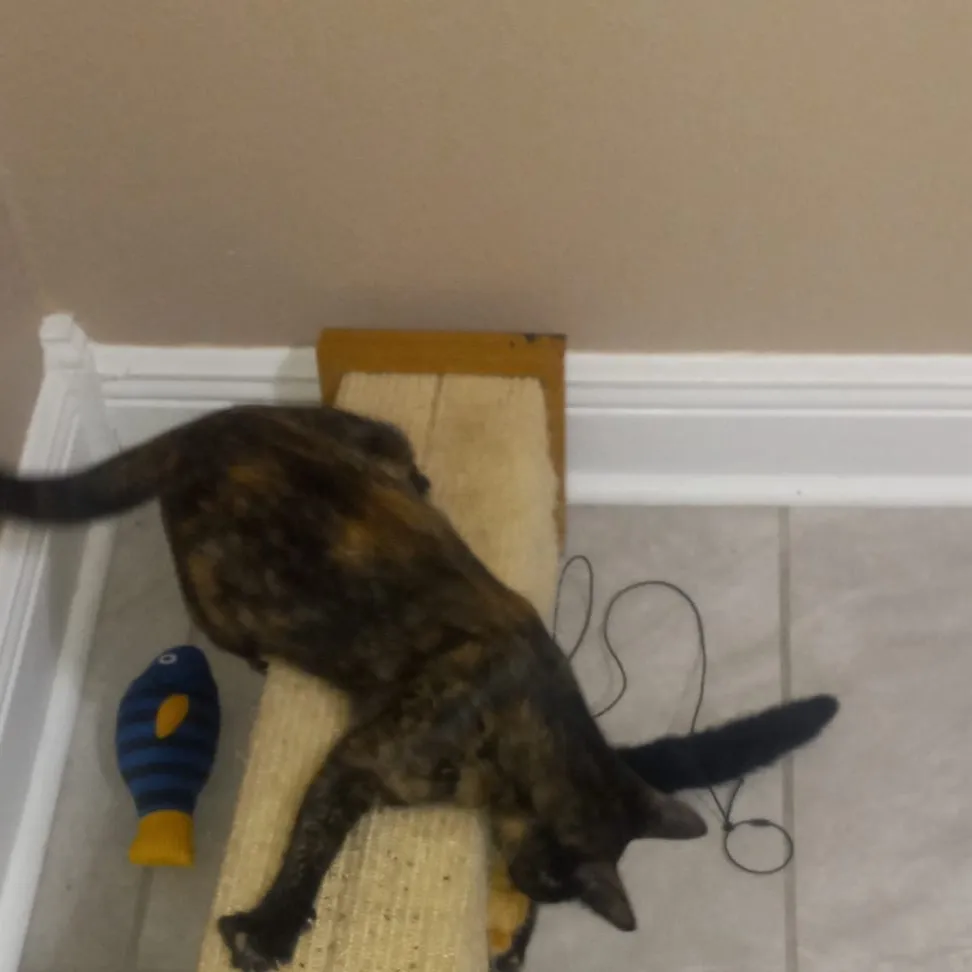 chat with ai character: Mitsuri 