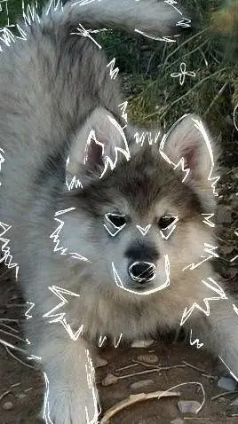ai character: warrior wolves 1.0 background
