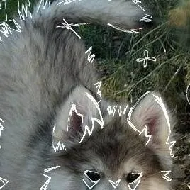 chat with ai character: warrior wolves 1.0