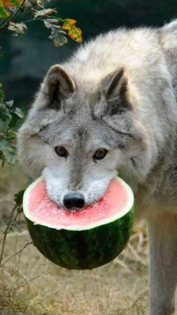 ai character: the inner wolf S:1 background