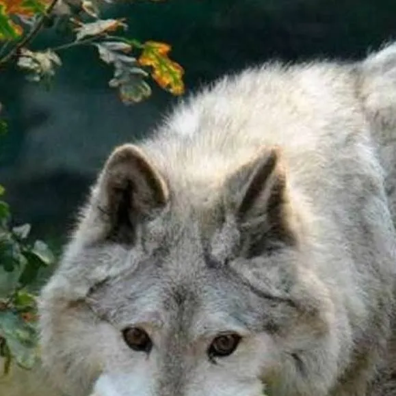 chat with ai character: the inner wolf S:1