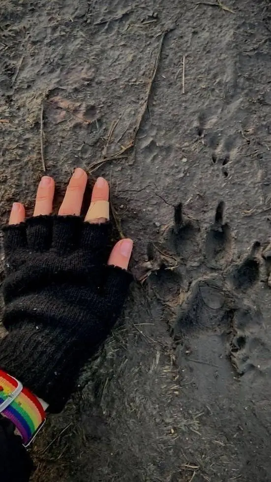 ai character: Sled dogs!  background