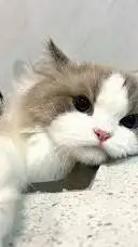 ai character: your cute cat background