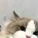 chat with ai character: your cute cat