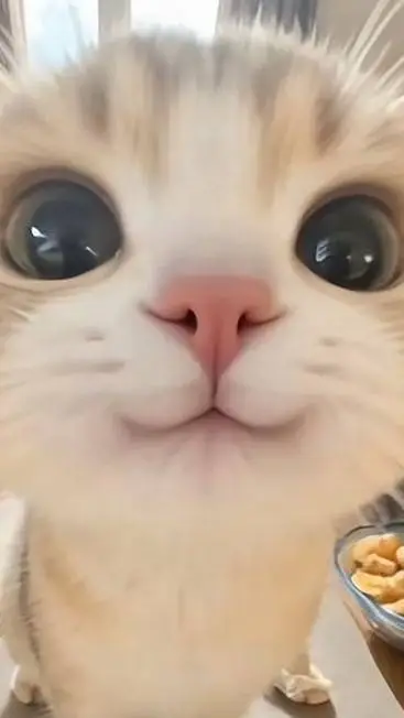 ai character: kitty cat background