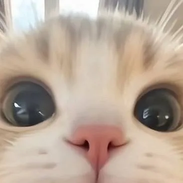 chat with ai character: kitty cat