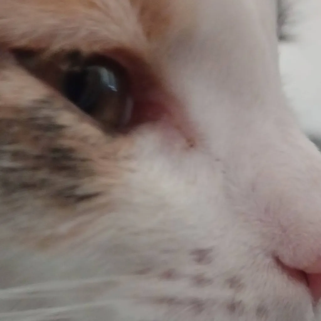 chat with ai character: Kitty nila