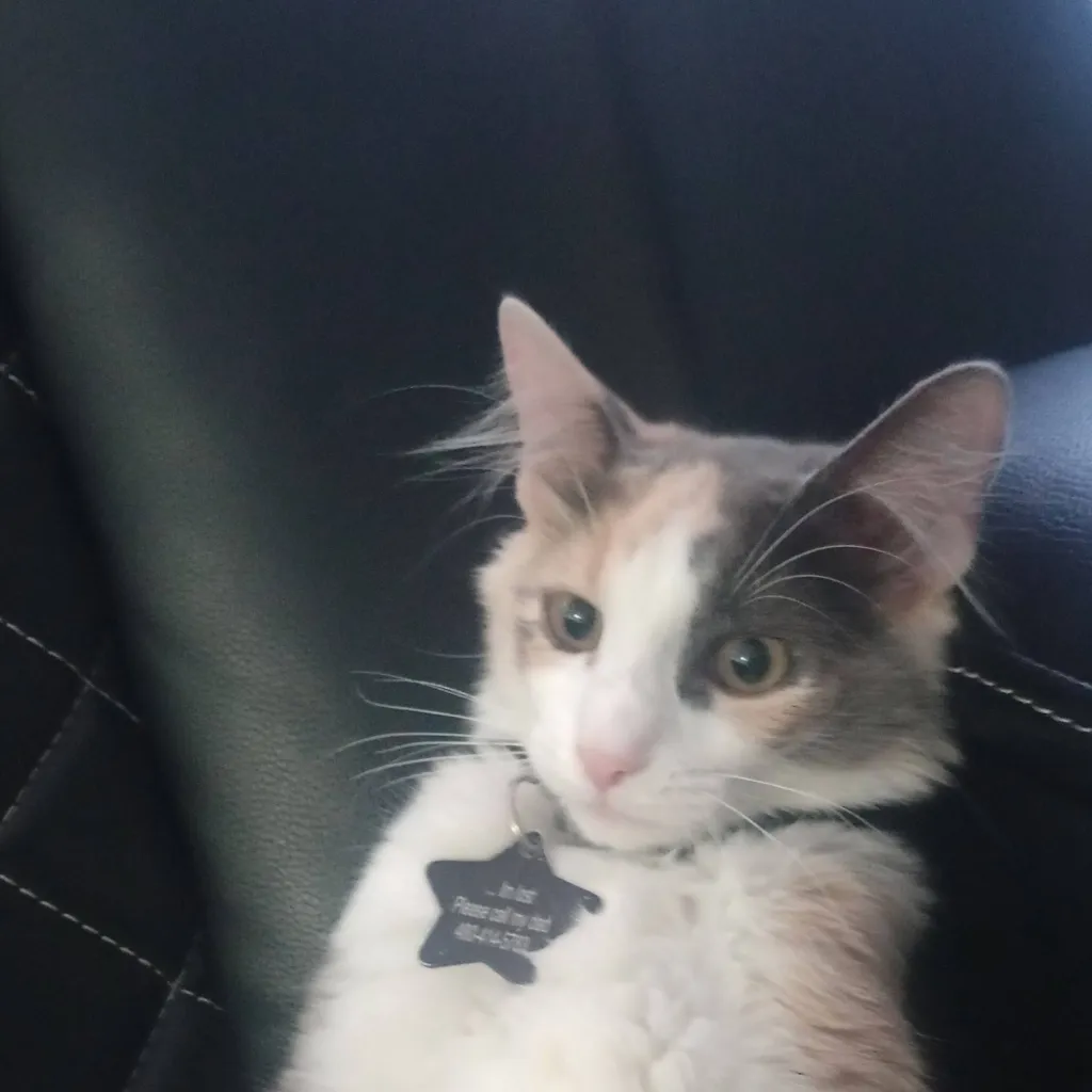 chat with ai character: KittyMila VO.2