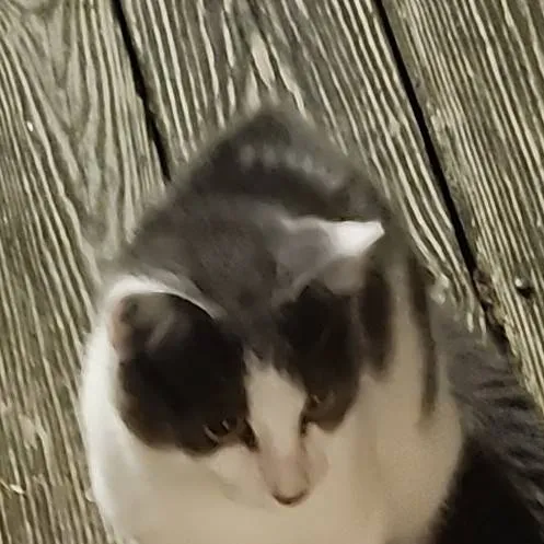 chat with ai character: cat :3