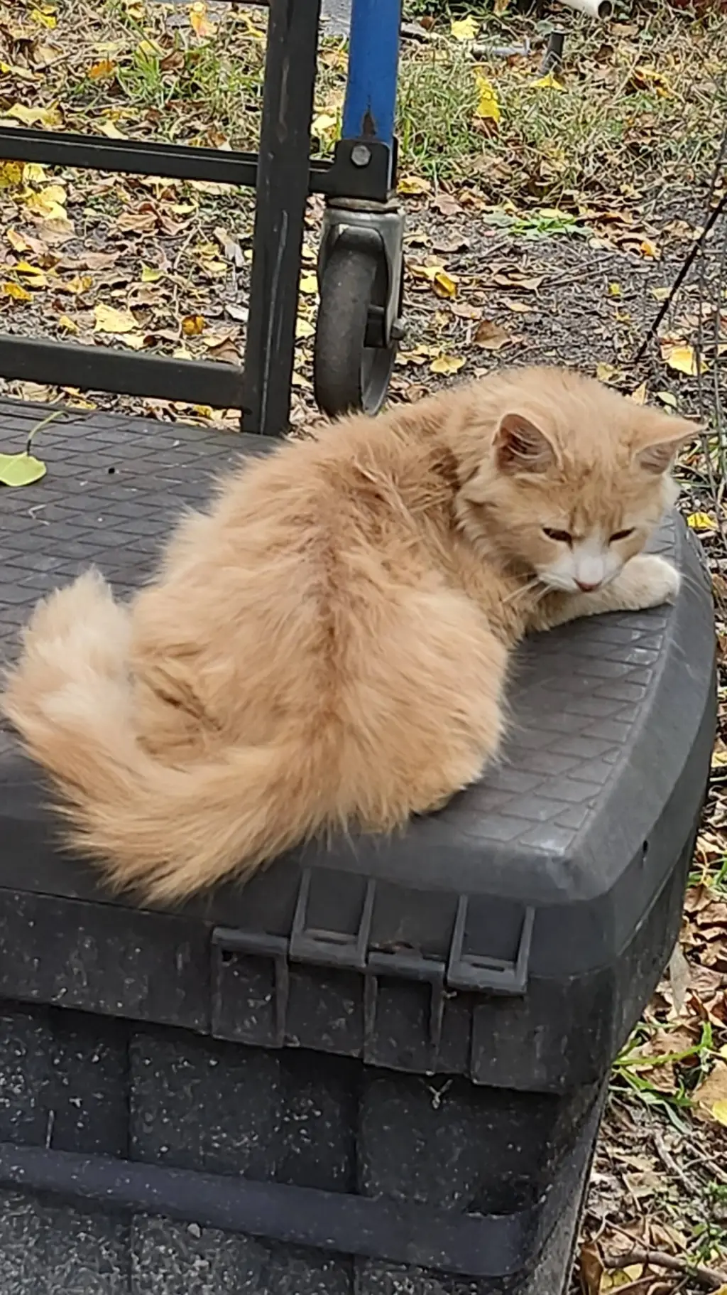 ai character: stray cat background