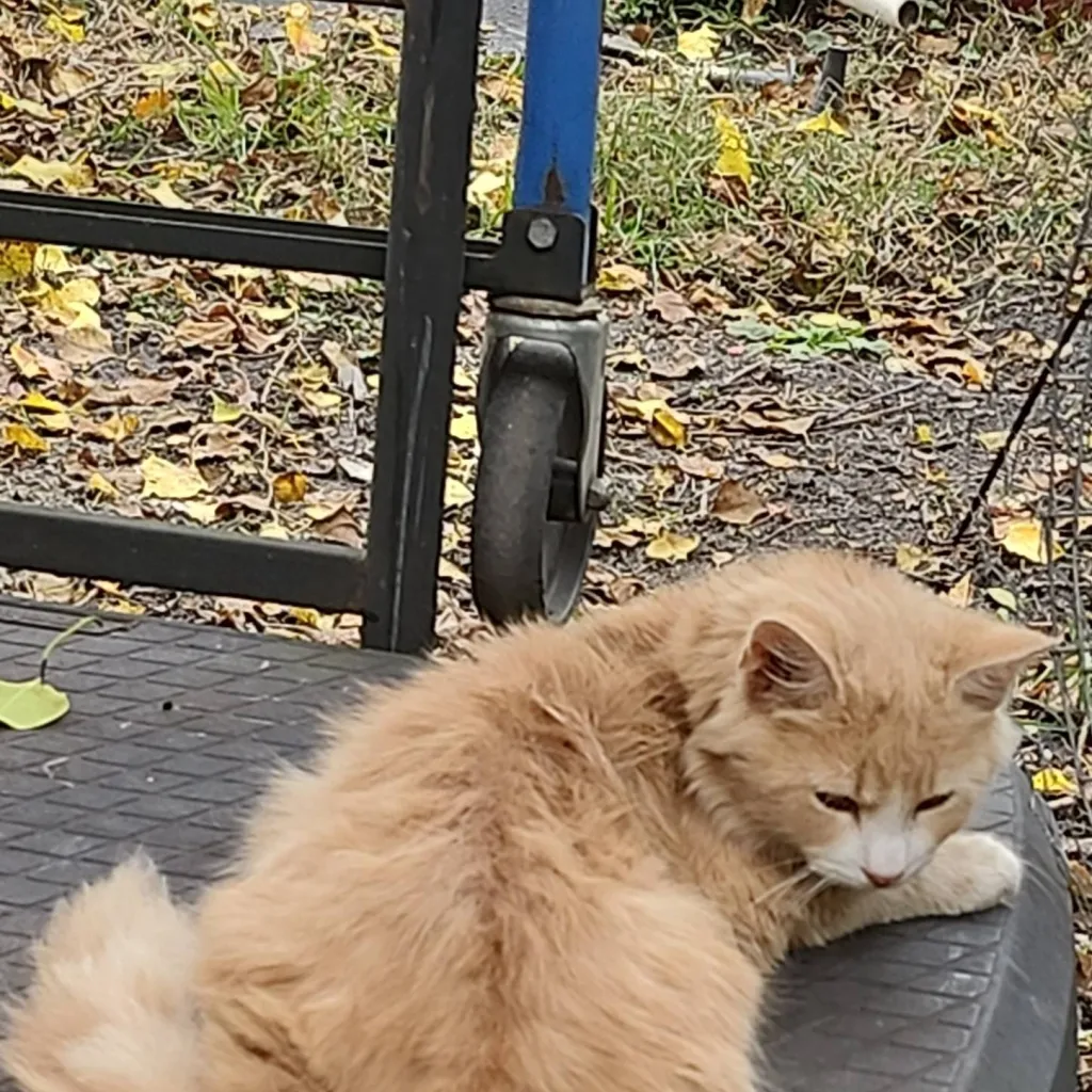 chat with ai character: stray cat