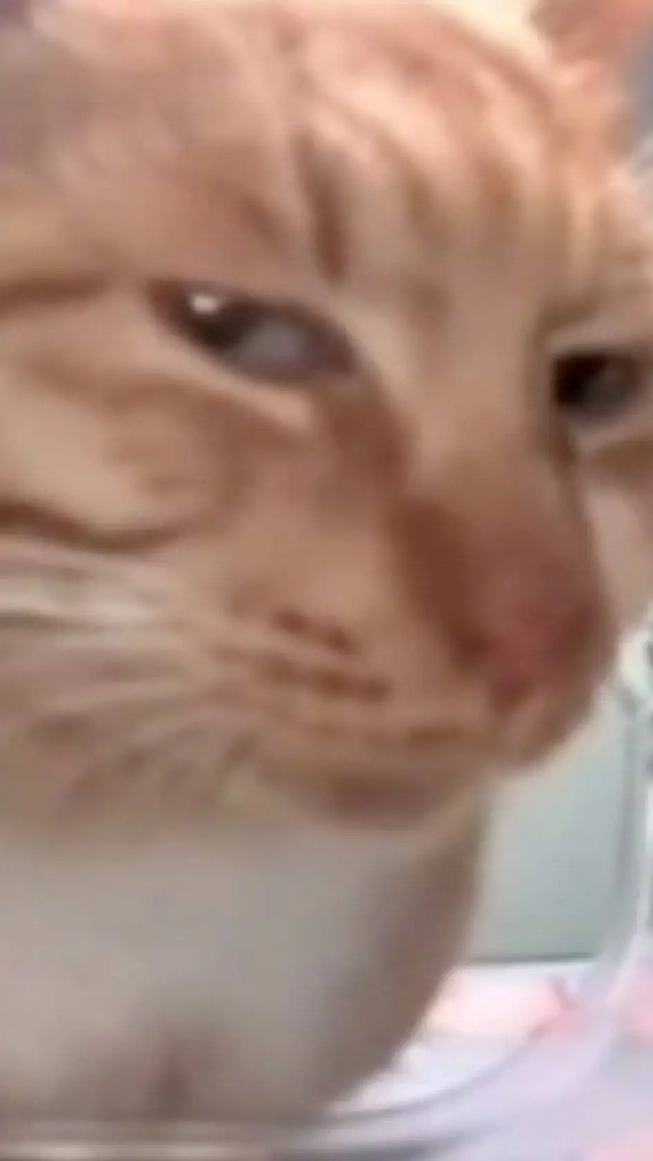 Talkie AI - Chat with Tkng side eye cat