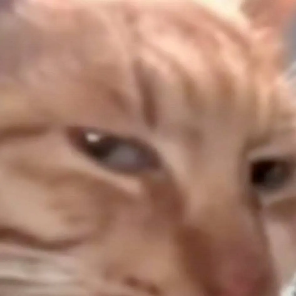 chat with ai character: Tkng side eye cat