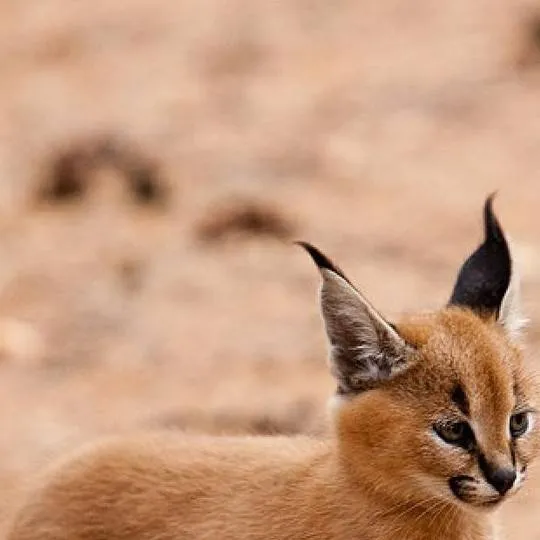 chat with ai character: lince