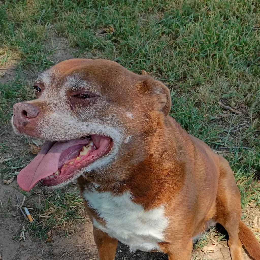 chat with ai character: chole