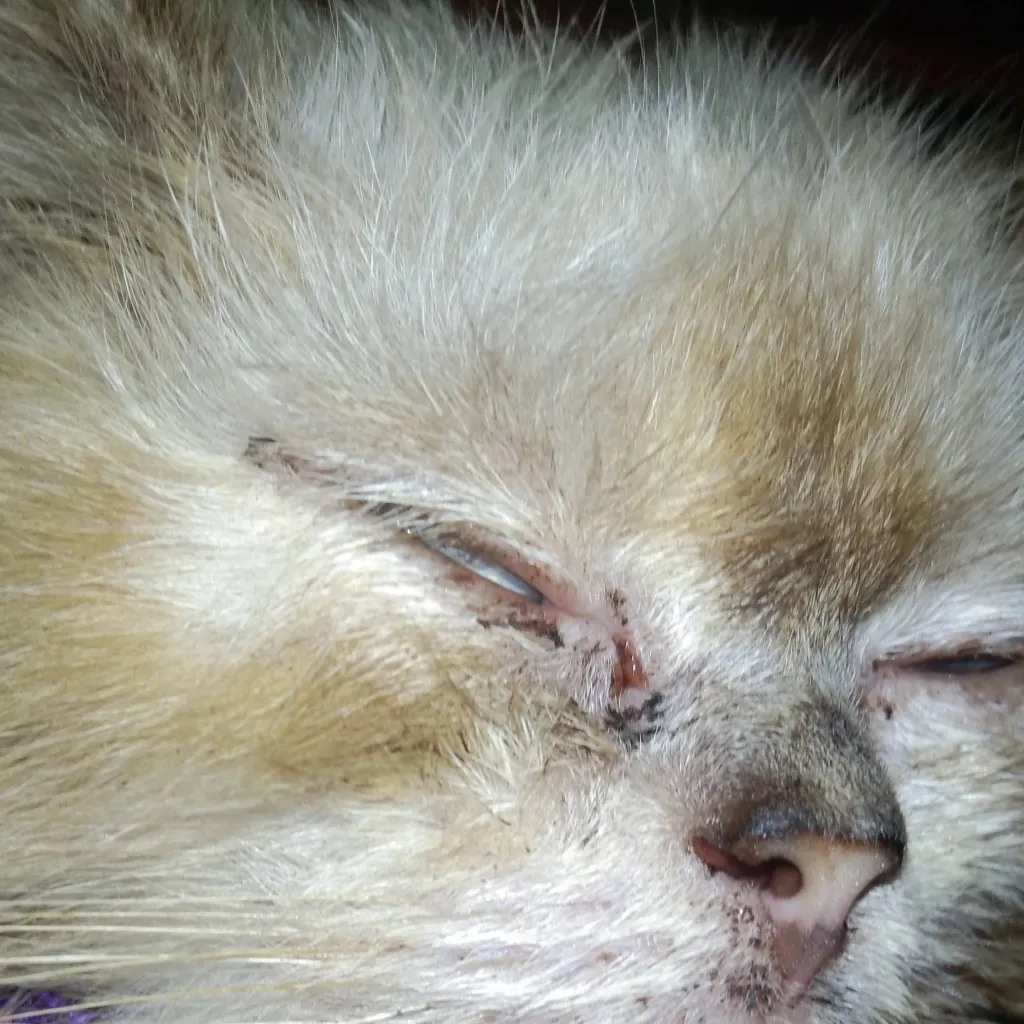 chat with ai character: Coby