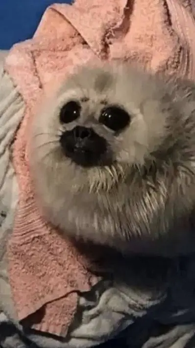 ai character: Baby seal background